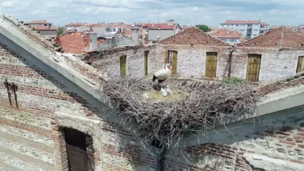 Edirne'de tarihi yapılar, leyleklere yuva oldu