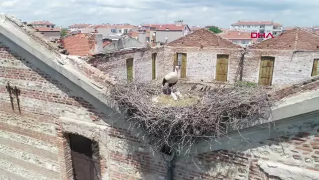 Edirne'de tarihi yapılar, leyleklere yuva oldu