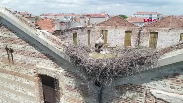 Edirne'de tarihi yapılar, leyleklere yuva oldu