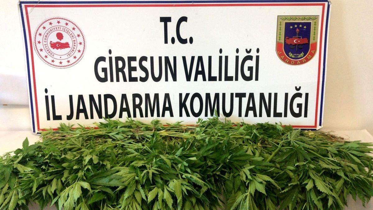 Giresun\'da 717 kök kenevir ele geçirildi