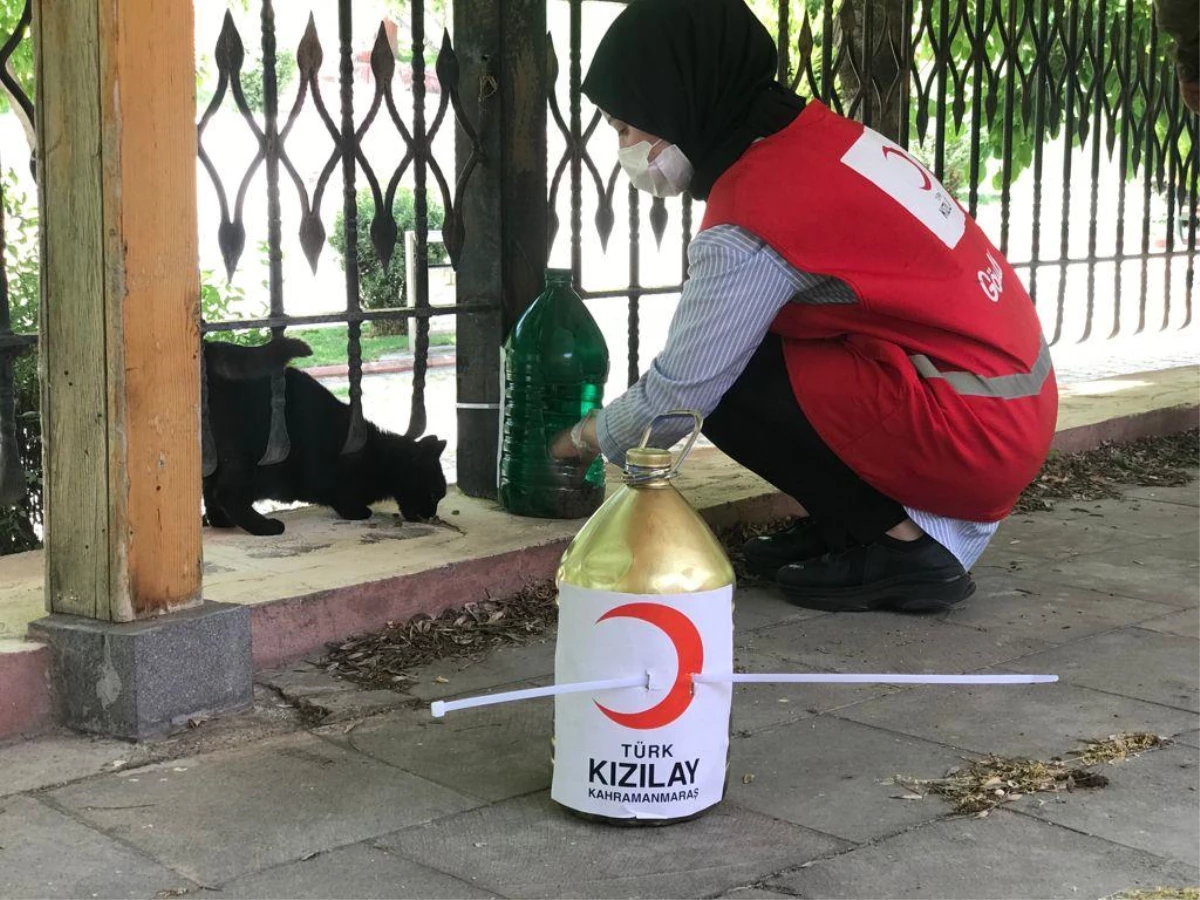 Kahramanmaraş\'ta Kızılay gönüllüleri sokak hayvanlarını unutmuyor