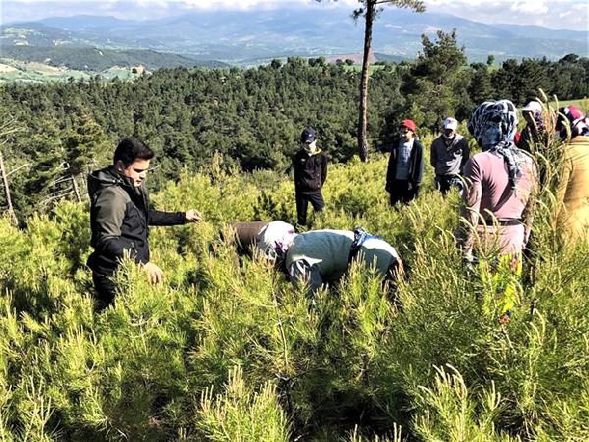 Kızılçam gençliğinde, gençlik bakım çalışmaları