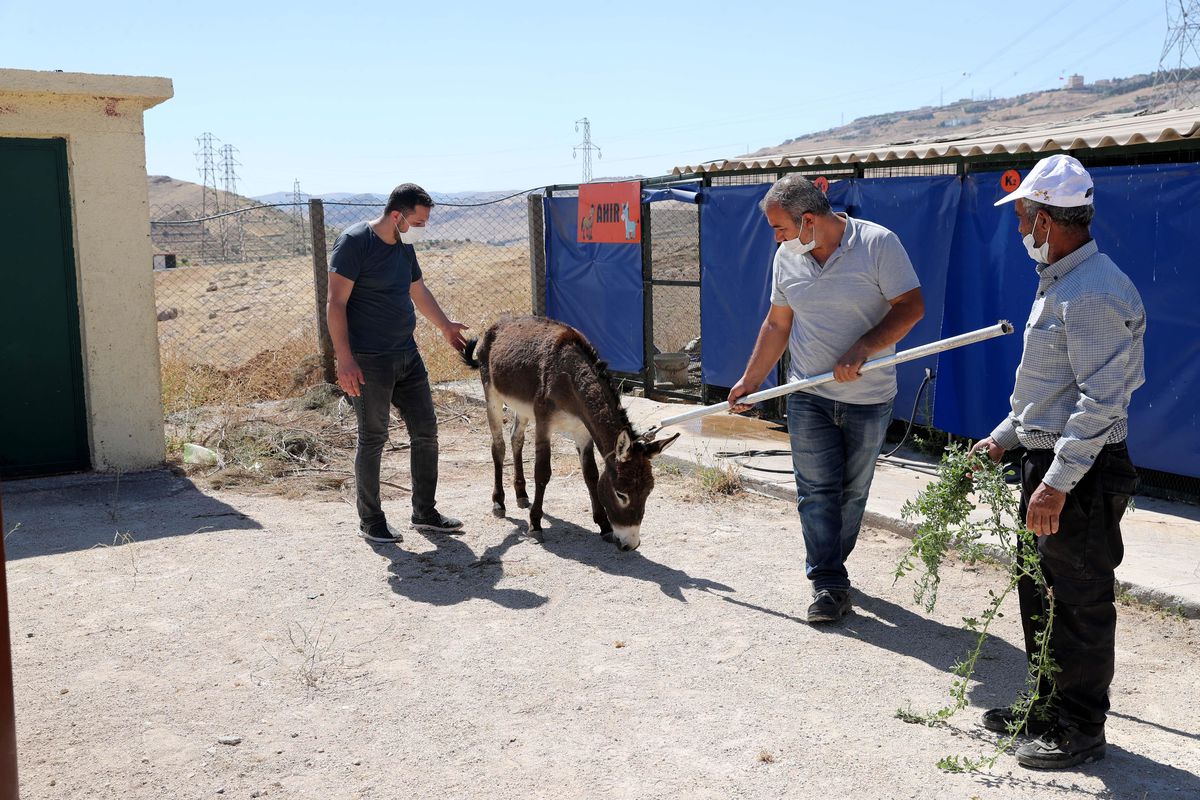 Mardin Büyükşehir Belediyesi yaralı at ve eşeği tedavi için İstanbul\'a gönderdi