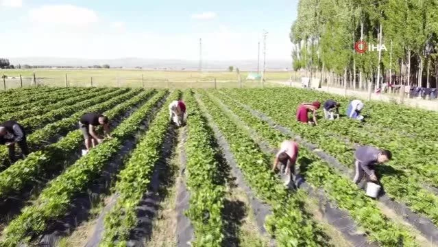 Muş'ta devlet desteğiyle kurulan çilek bahçelerinde yılın ilk hasadı yapılmaya başlandı