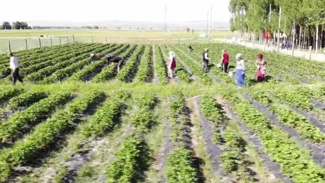 Muş'ta devlet desteğiyle kurulan çilek bahçelerinde yılın ilk hasadı yapılmaya başlandı