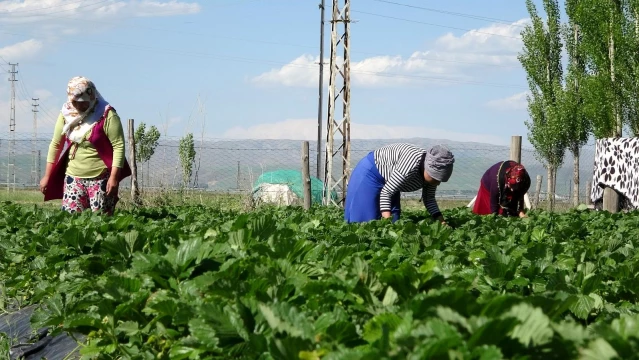 Muş'ta devlet desteğiyle kurulan çilek bahçelerinde yılın ilk hasadı yapılmaya başlandı