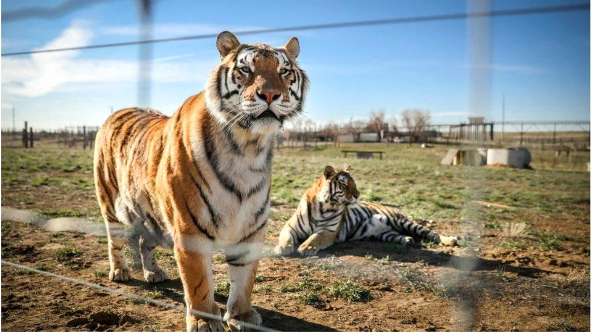 Netflix\'in Tiger King dizisinin çekildiği hayvan parkındaki 68 büyük kediye el konuldu