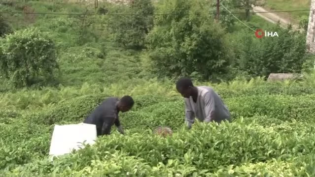Rize Valisi Kemal Çeber: Herkesin kendi çay tarım arazilerine girmesiyle toplanan çayın kokusu bile değişti 