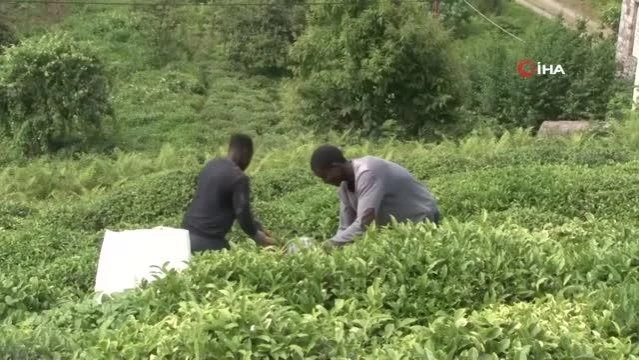 Rize Valisi Kemal Çeber: Herkesin kendi çay tarım arazilerine girmesiyle toplanan çayın kokusu bile değişti 