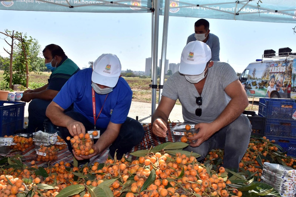 Tarsus Belediyesi, 12 ton yenidünyayı vatandaşlara ücretsiz dağıttı