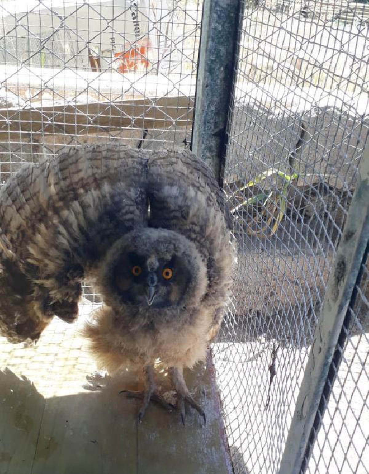 Yuvadan düşen baykuş yavrusu, koruma altına alındı