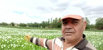 Afyonkarahisar'ın haşhaş tarlaları beyaz gelinliğine büründü