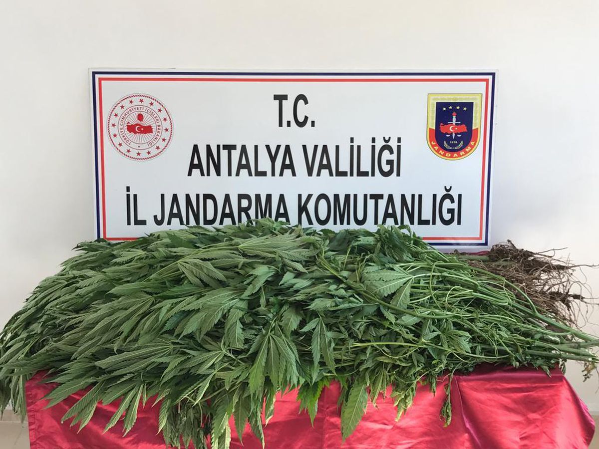 Antalya\'da serada kenevir ele geçirildi