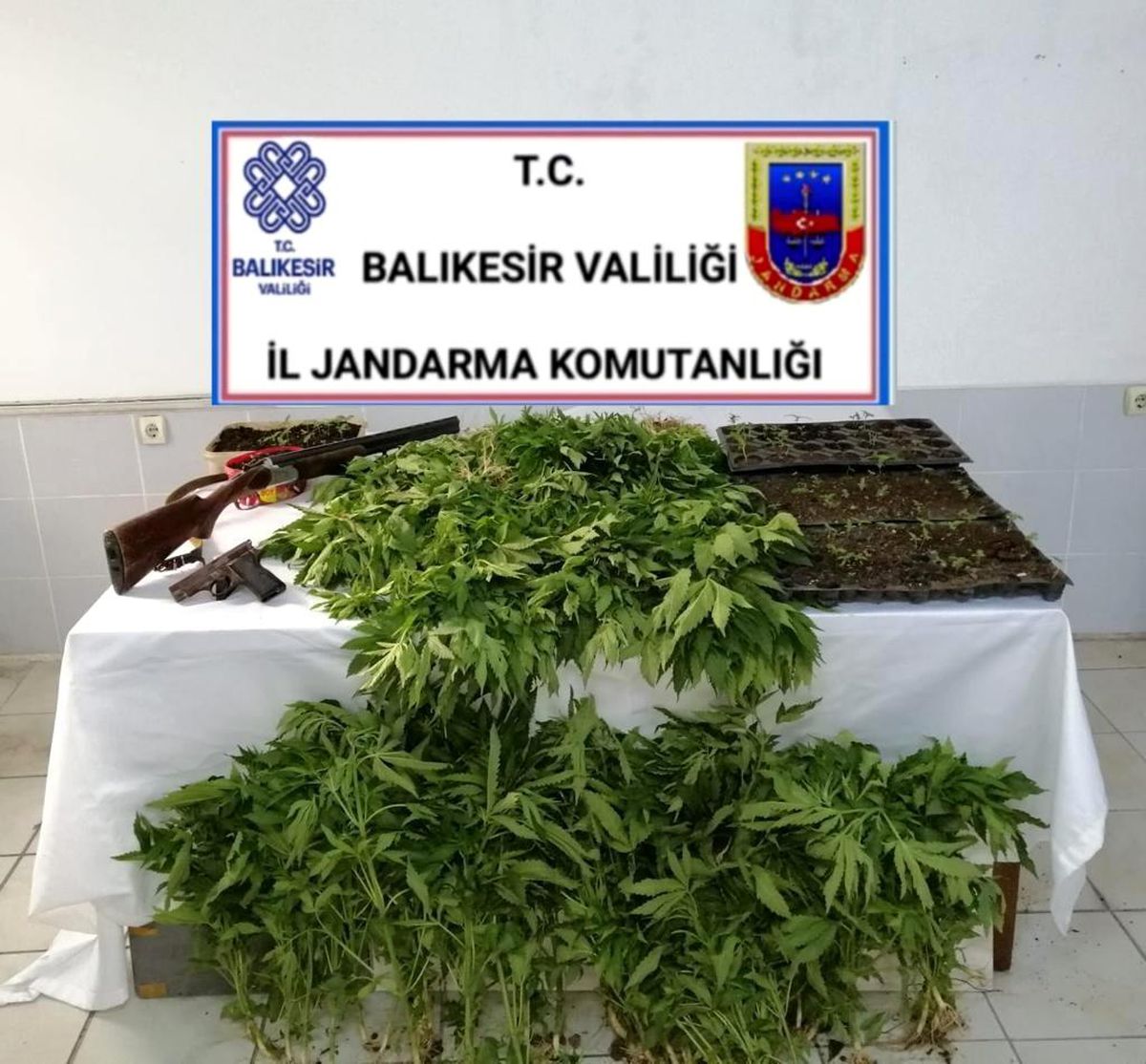 Bigadiç\'te yüzlerce kenevir bitkisi ele geçildi