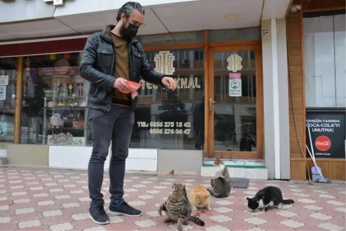 Bu otelin müşterilerini kediler karşılıyor