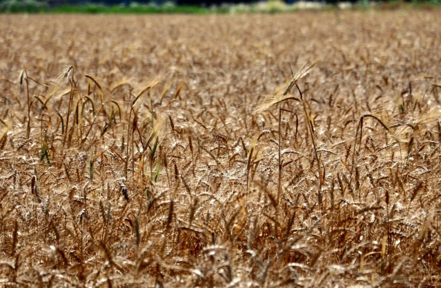 Buğday tarlası olan çiftçi, sünelere karşı uyarıldı