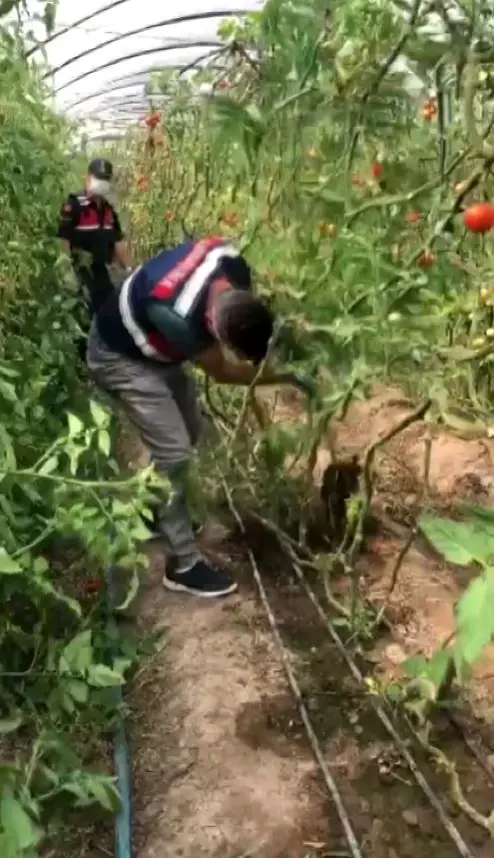 Son dakika haberleri | Domates serasındaki kenevir üretimine jandarma baskını