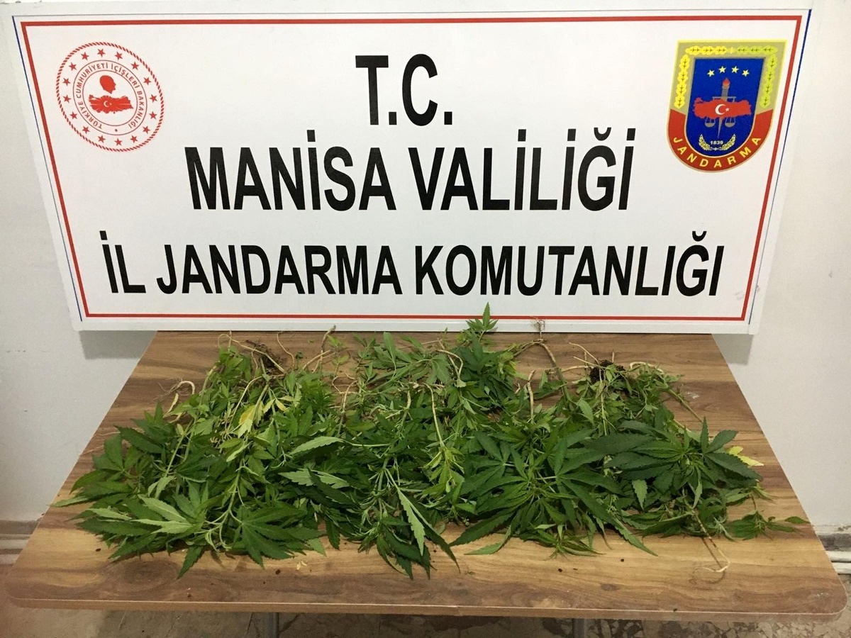 Ektikleri kenevirleri sulamaya giderken yakalandılar