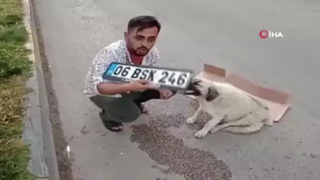 Hamile köpeğe çarpıp kaçtı Hamile köpeğe çarpıp kaçtı