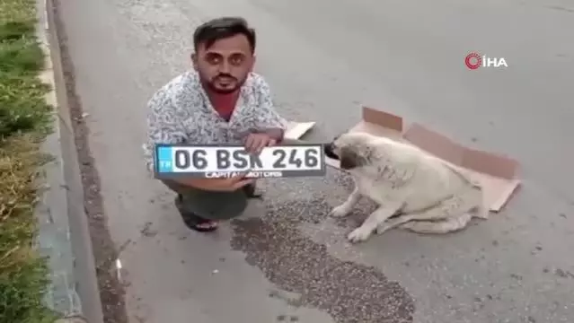 Hamile köpeğe çarpıp kaçtı Hamile köpeğe çarpıp kaçtı