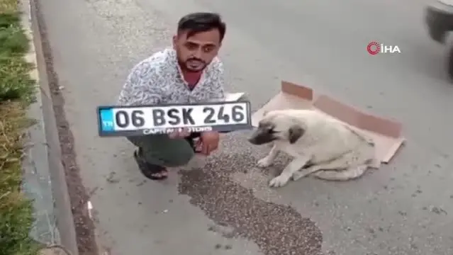 Hamile köpeğe çarpıp kaçtı Hamile köpeğe çarpıp kaçtı