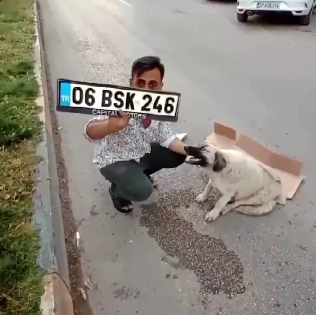 Hamile köpeğe çarpıp kaçtı Hamile köpeğe çarpıp kaçtı