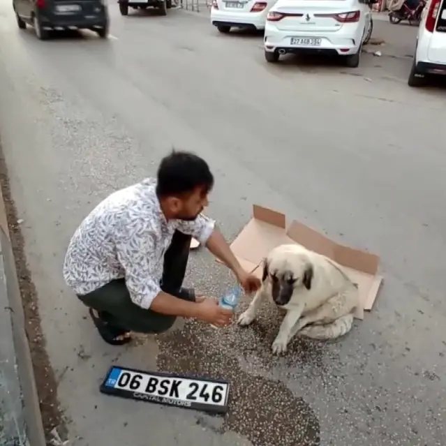 Hamile köpeğe çarpıp kaçtı Hamile köpeğe çarpıp kaçtı