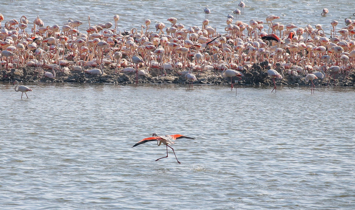 İzmir\'deki "flamingo adası" kuluçkaya yatan binlerce allı turnaya kucak açtı