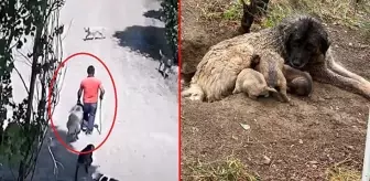 Köpeğe tecavüz iddiası! Bitkin halinden şüphelendiler