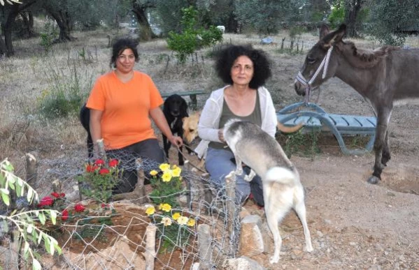 Köpeklerini zehirleyeni bulana 10 bin TL ödül verecek