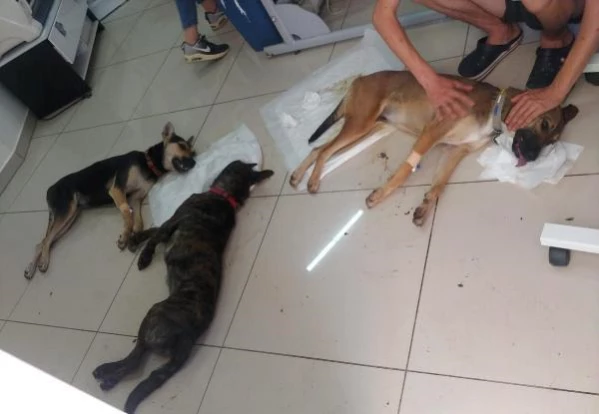 Köpeklerini zehirleyeni bulana 10 bin TL ödül verecek