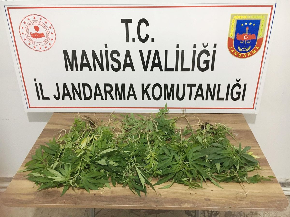Son dakika haberleri: Manisa\'da 327 kök kenevir ele geçirildi: 3 gözaltı