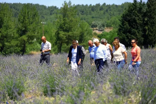 Muğla'da büyükşehir 97 bin 599 aromatik bitki dağıttı