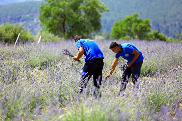 Muğla'da büyükşehir 97 bin 599 aromatik bitki dağıttı