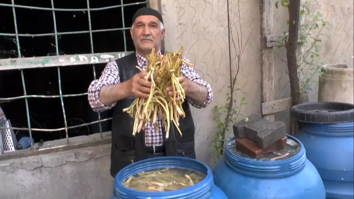 Muş\'ta cağ bitkisine ilgi