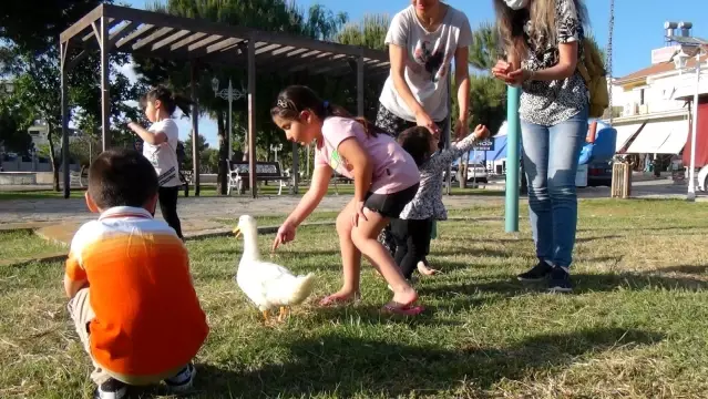 Ördekleriyle çarşı pazar geziyor, görenleri şaşkına çeviriyorlar