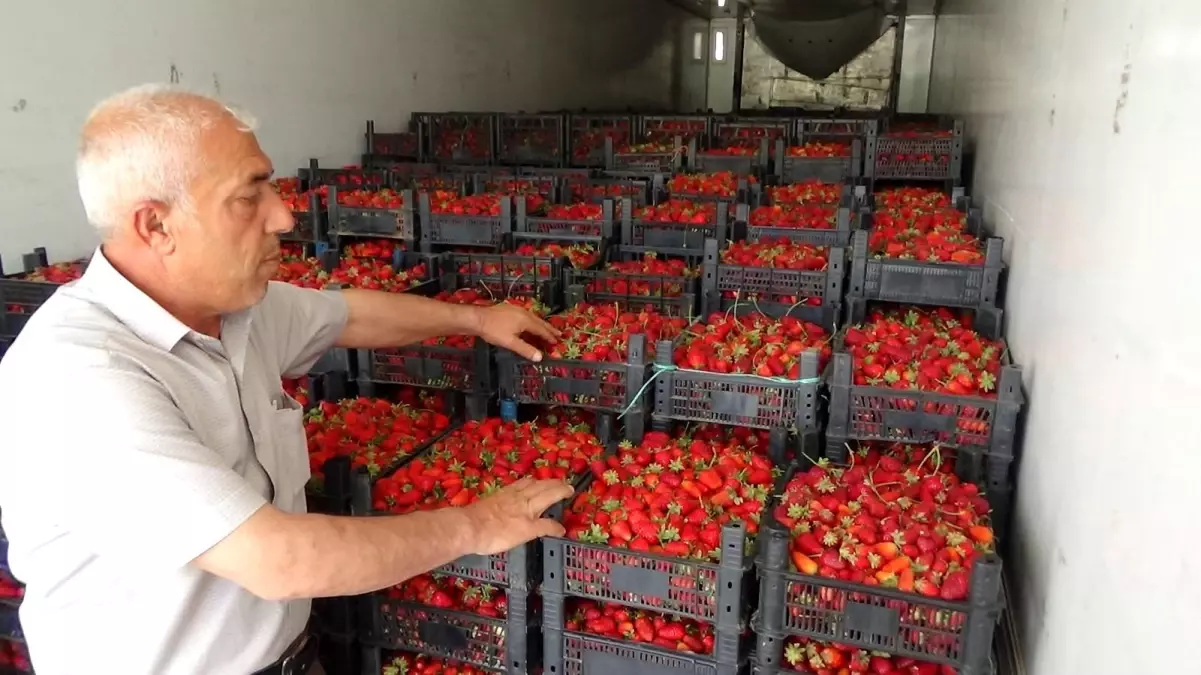 Sason çileği ABD ve Avrupa yolcusu