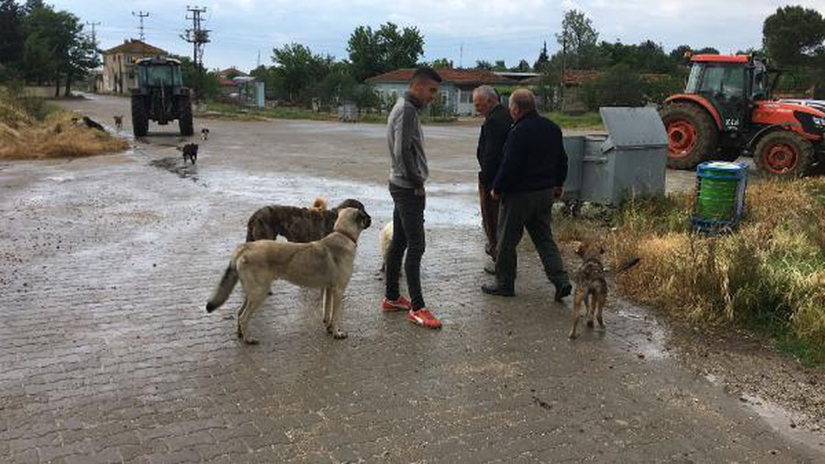 Sokak köpekleri bakımları yapılıp alındığı köye bırakıldı