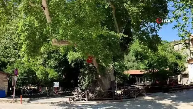 3 bin yıllık Musa ağacı pandemide sessizliğe büründü