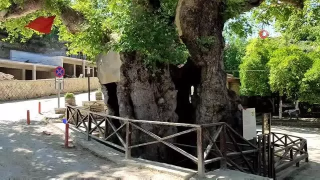 3 bin yıllık Musa ağacı pandemide sessizliğe büründü