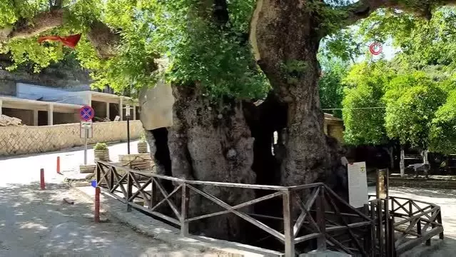 3 bin yıllık Musa ağacı pandemide sessizliğe büründü