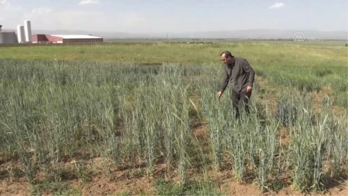 Bilimsel denemeleri yapılan yüksek verimli yem bitki türleri çiftçilere önerilecek