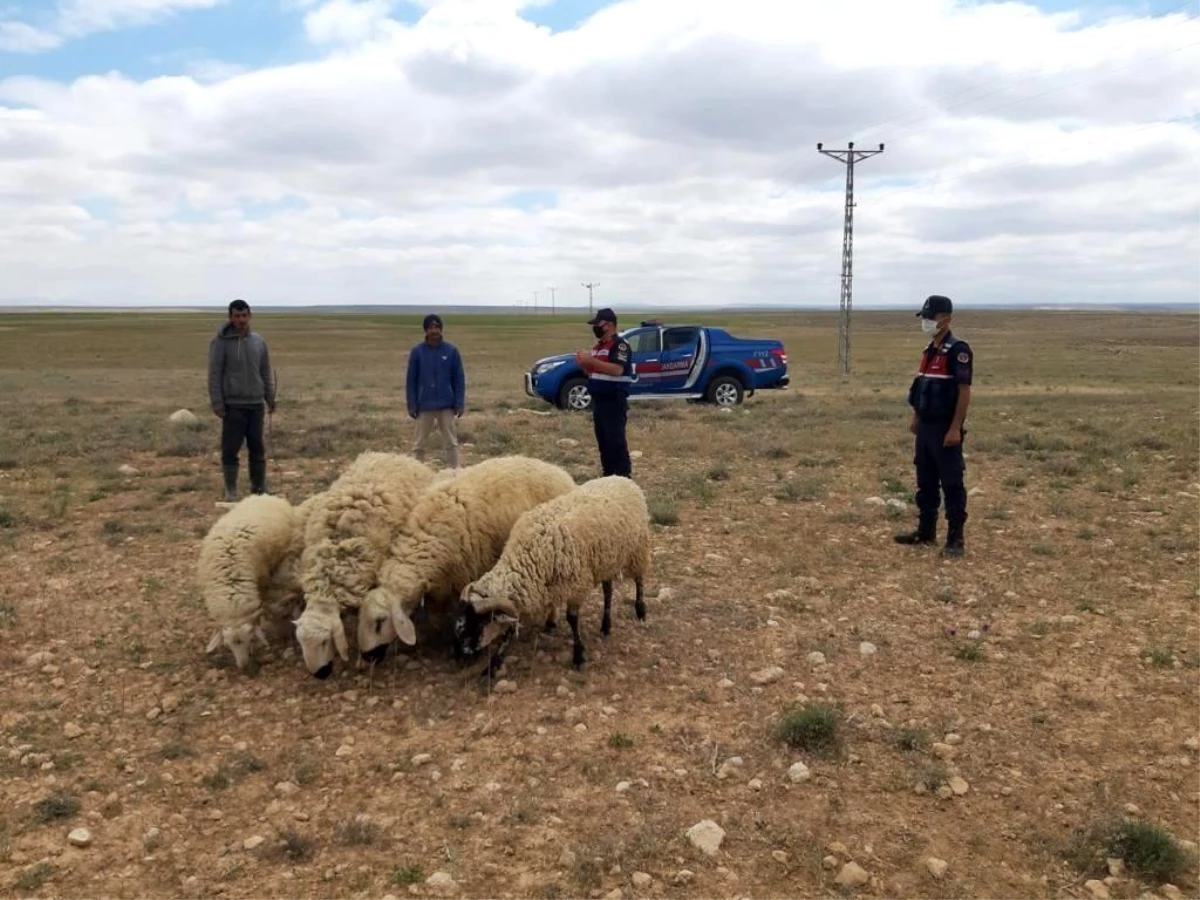 Son Dakika | Jandarma kayıp koyunları drone ile buldu