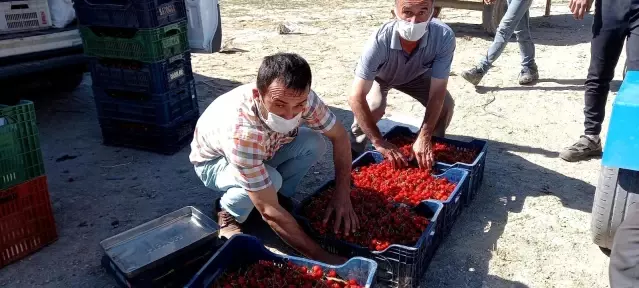 Son dakika haber... Selendi'nin kirazları İran sofralarını süslüyor