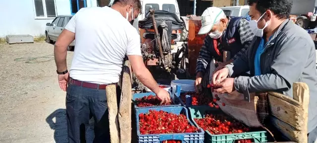 Son dakika haber... Selendi'nin kirazları İran sofralarını süslüyor