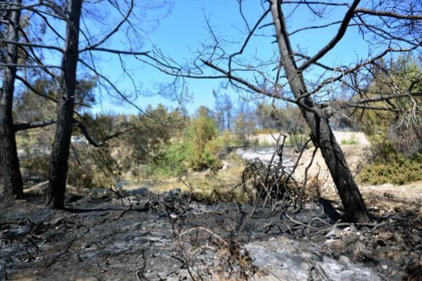 Son dakika haber: Adana'da orman yangını (2)