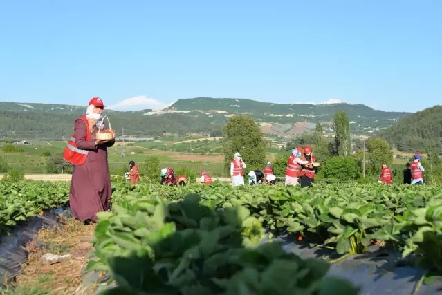 Son dakika haber! Bakan Pakdemirli, Yayladağı ilçesinde çilek hasadına katıldı Son dakika haber! Bakan Pakdemirli, Yayladağı ilçesinde çilek hasadına katıldı