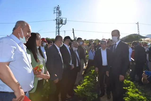 Son dakika haber! Bakan Pakdemirli, Yayladağı ilçesinde çilek hasadına katıldı Son dakika haber! Bakan Pakdemirli, Yayladağı ilçesinde çilek hasadına katıldı