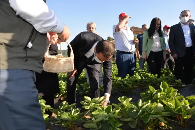 Son dakika haber! Bakan Pakdemirli, Yayladağı ilçesinde çilek hasadına katıldı Son dakika haber! Bakan Pakdemirli, Yayladağı ilçesinde çilek hasadına katıldı