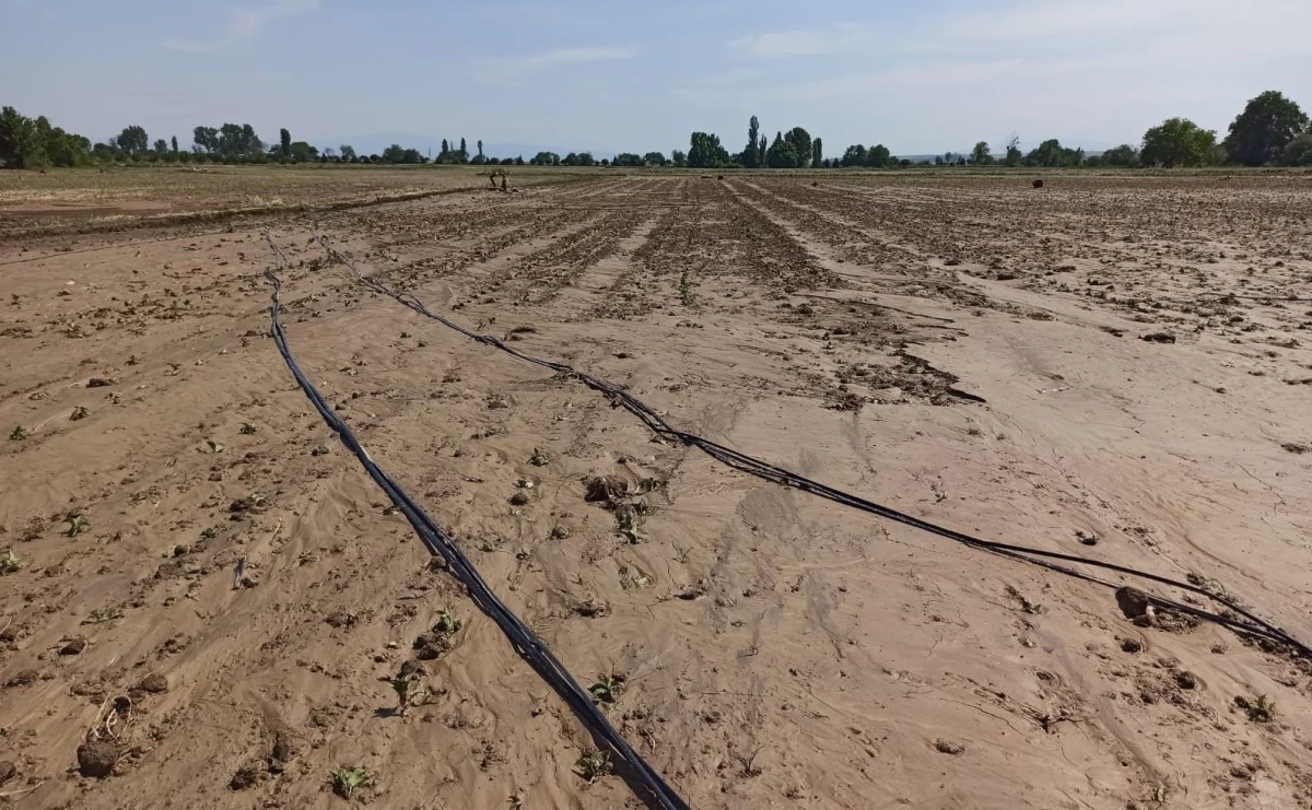 Bursa\'da kuvvetli sağanaktan zarar gören ekili arazilerde zarar tespiti yapılıyor